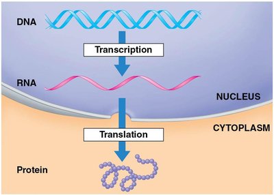 Detailed diagram of transcription and translation