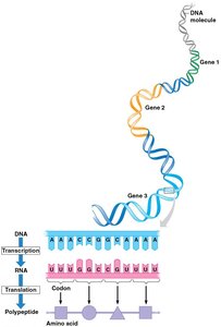 mRNA codons and corresponding amino acids