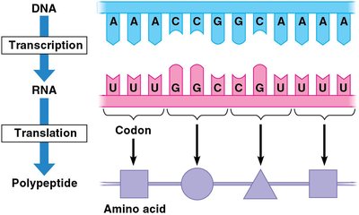 Translation of codons into amino acids