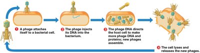 Steps of the Hershey-Chase experiment showing phage infection and DNA injection