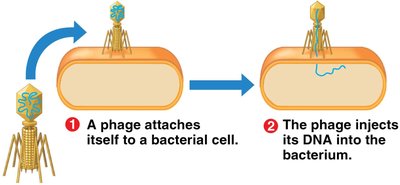 Phage DNA directs host cell to make more phages, leading to cell lysis