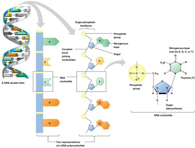 DNA double helix and nucleotide structure