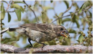 Medium ground finch with large beak