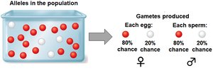 Genotype frequency calculation