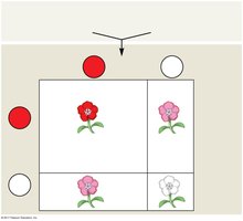Punnett square for flower color