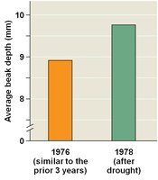 Graph showing increase in average beak depth after drought