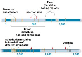 Diagram of mutations in coding and noncoding regions