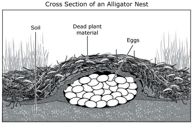 Cross section of an alligator nest