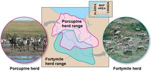 Gene flow between caribou herds