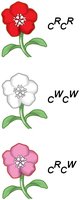 Wildflower color genotypes