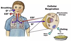 Fermentation Process In Cellular Respiration General Biology Cellular Respiration Study Guide | Notes