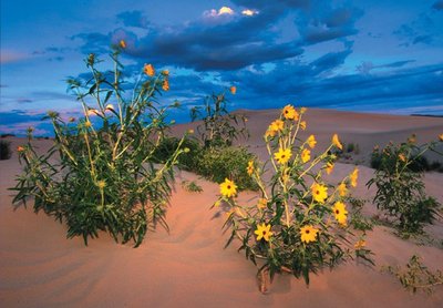Hybrid sunflower species in desert habitat