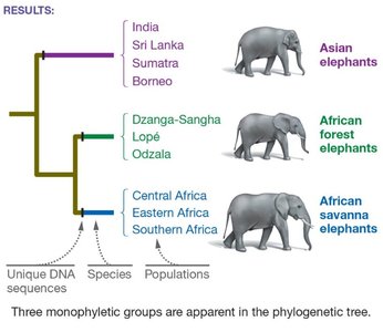 Phylogenetic tree of elephant species