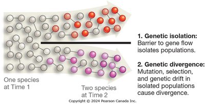 Diagram of genetic isolation and divergence