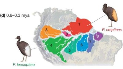 Amazon basin vicariance map with bird species