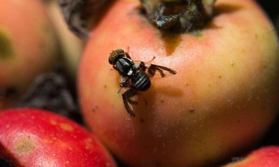 Apple maggot fly on apple