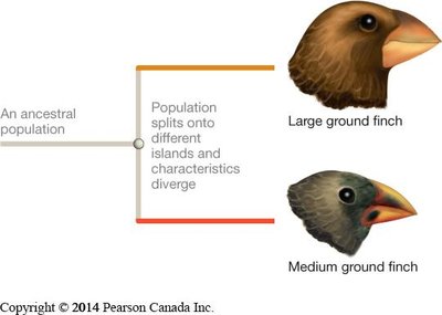 Finch speciation by dispersal and divergence