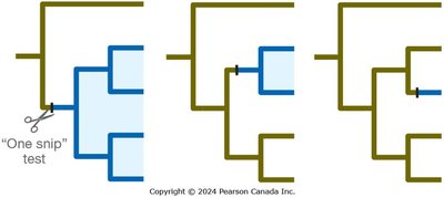 Phylogenetic tree with monophyletic groups