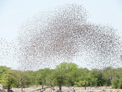 Clumped distribution example: flock of birds