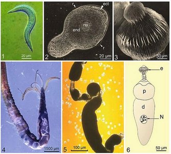 Diversity of gregarine parasites