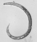 Nematode parasite