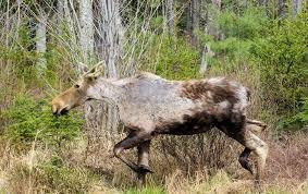 Moose with hair loss due to tick infestation