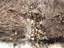 Close-up of ticks on moose fur