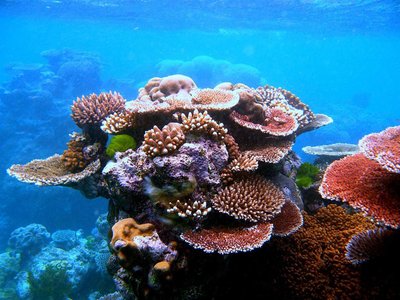 Coral reef ecosystem