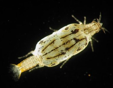Gnathiid isopod