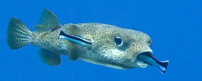Cleaner fish removing parasites from host fish