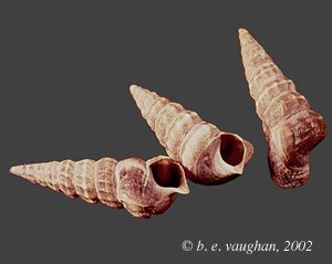 Horn snails (Cerithideopsis californica)