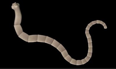 Tapeworm