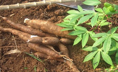 Cassava mealy bug infestation