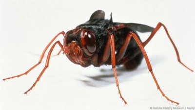 Rhinoceros botfly