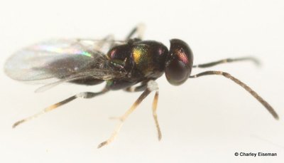 Copidosoma floridana life stages