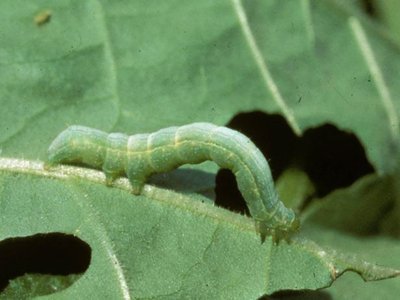 Fluke soldier caste in snail host