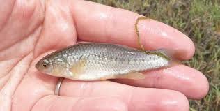 Killifish (Fundulus parvipinnis)