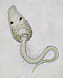 Trematode cercaria (Euhaplorchis californiensis)