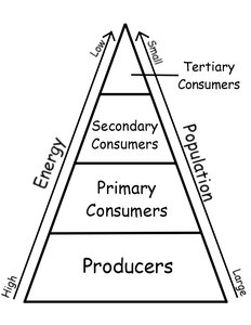 Trophic pyramid showing energy and population relationships