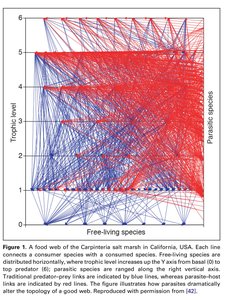 Food web diagram showing increased connectance with parasites