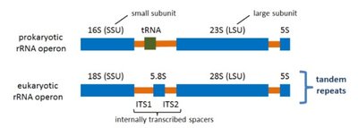 Diagram of prokaryotic and eukaryotic rRNA operons