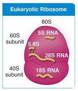 Eukaryotic ribosome structure