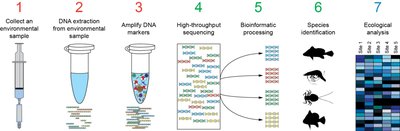 Steps in environmental metabarcoding