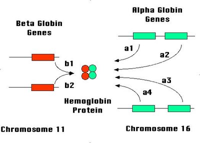 DNA vs RNA structure and bases