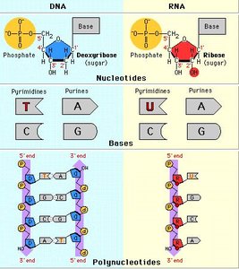 Central dogma: DNA to RNA to Protein