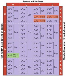 Genetic code table