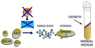 Metabolic block rescued by supplement