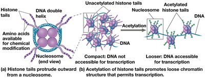 Histone acetylation opens chromatin