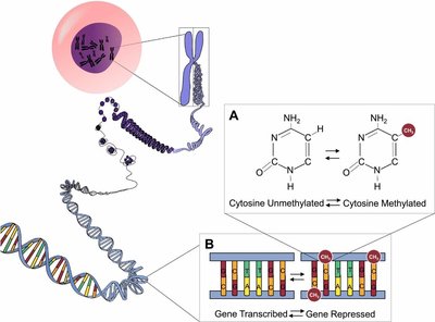 DNA methylation reduces gene expression