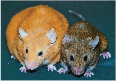 Epigenetic inheritance in mice